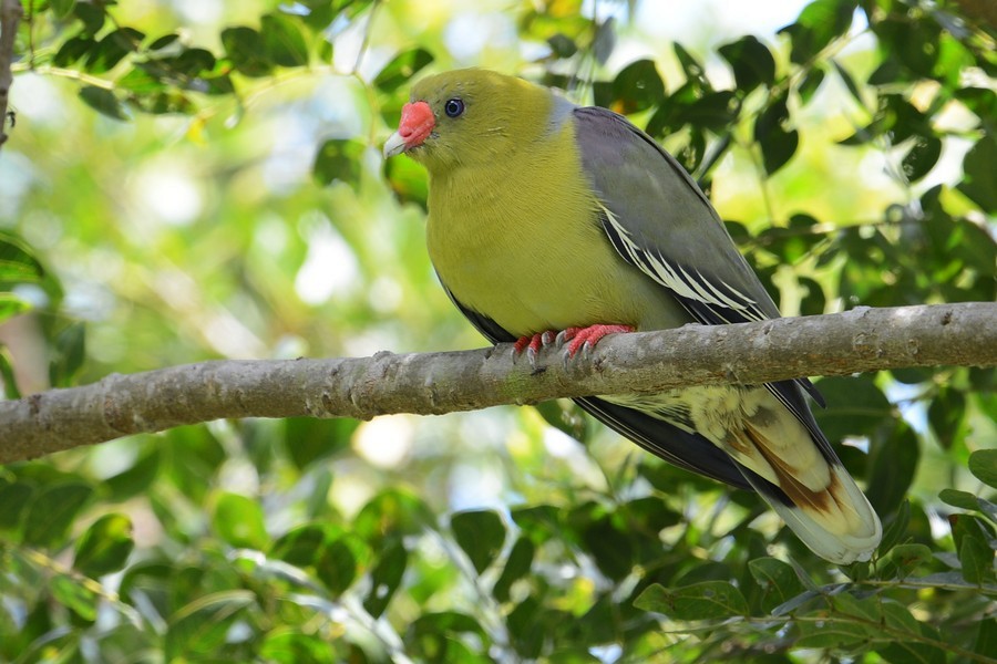 African Green-Pigeon (African) - ML205177361