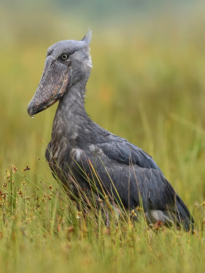 Shoebill - ML205177381