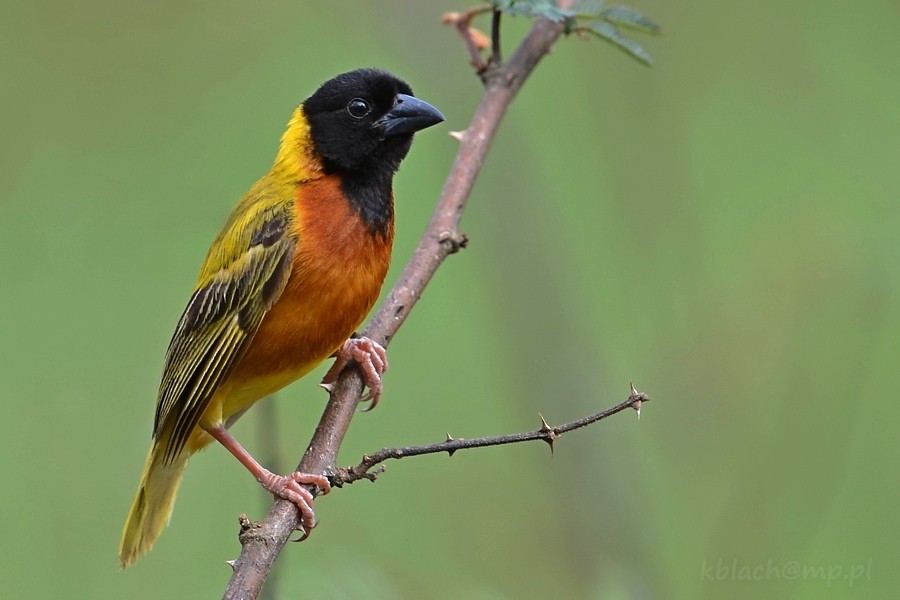 Black-headed Weaver - Kris Blachowiak