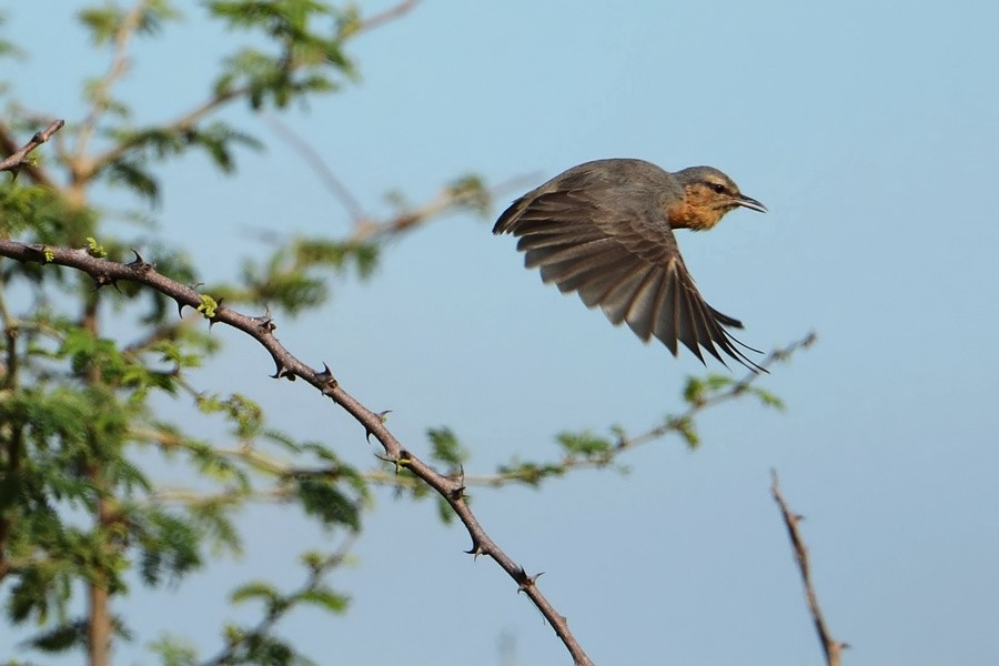 Northern Crombec (Northern) - ML205177481