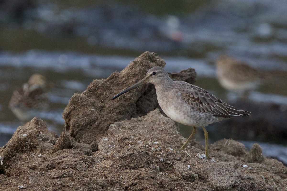 Long-billed Dowitcher - ML20517751