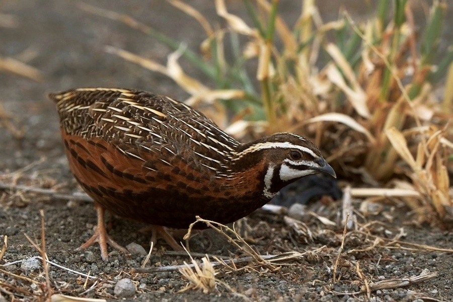 Harlequin Quail - ML205177571