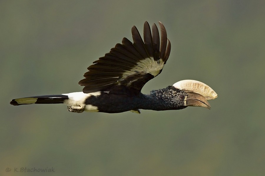 Silvery-cheeked Hornbill - ML205177631