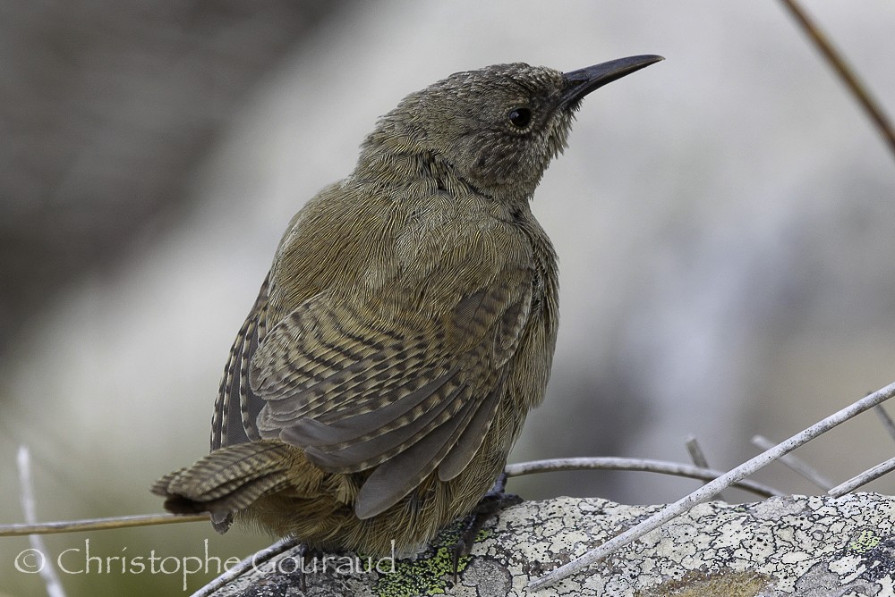 Cobb's Wren - ML205178491