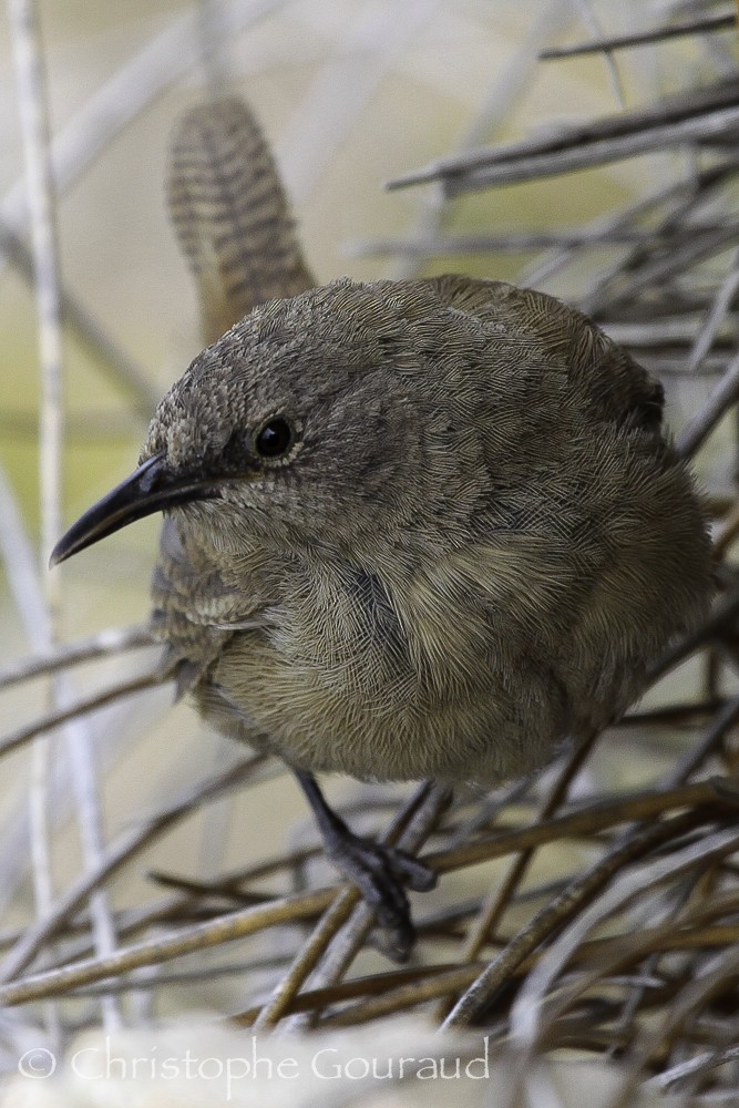 Cobb's Wren - ML205178501