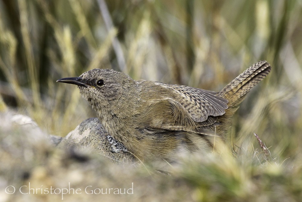 Cobb's Wren - ML205178511