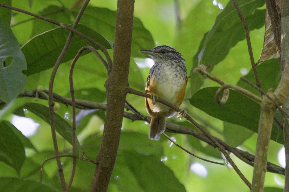 Peruvian Warbling-Antbird - Christophe Gouraud