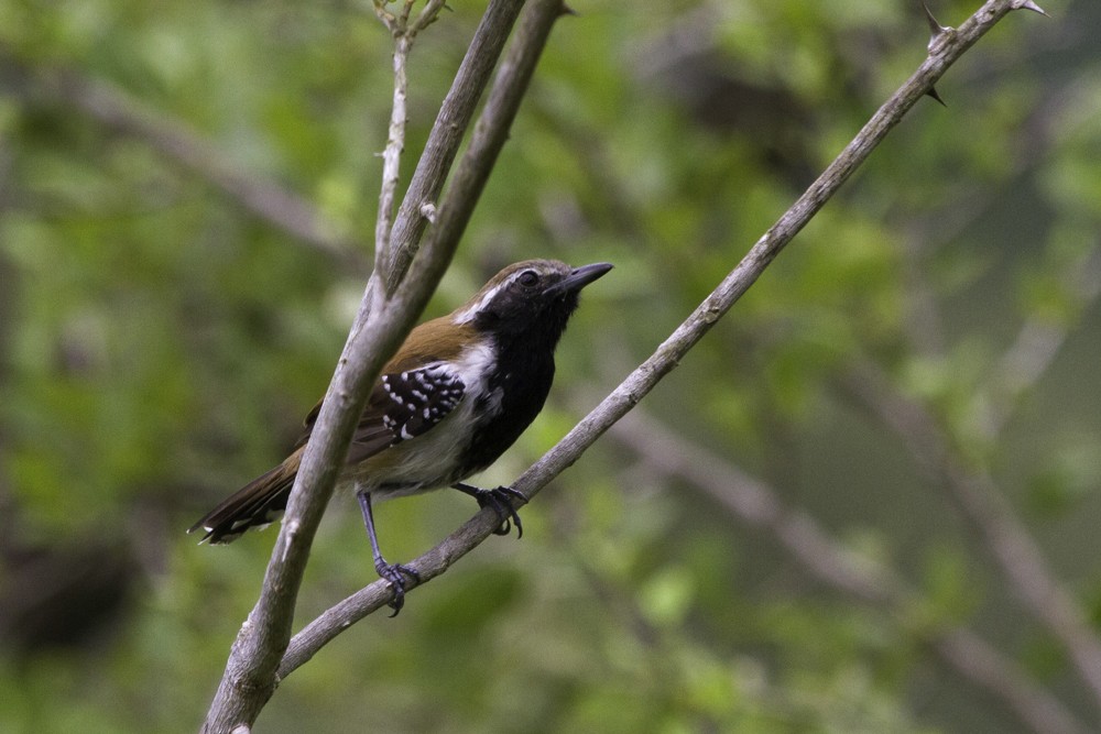 Rusty-backed Antwren - Christophe Gouraud