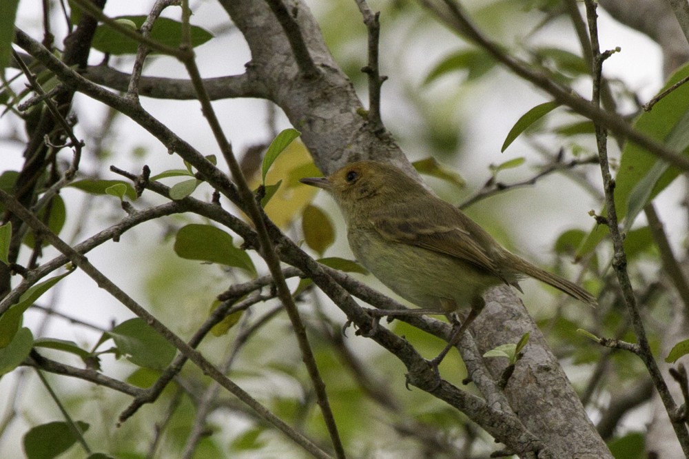 Fulvous-faced Scrub-Tyrant - ML205178911