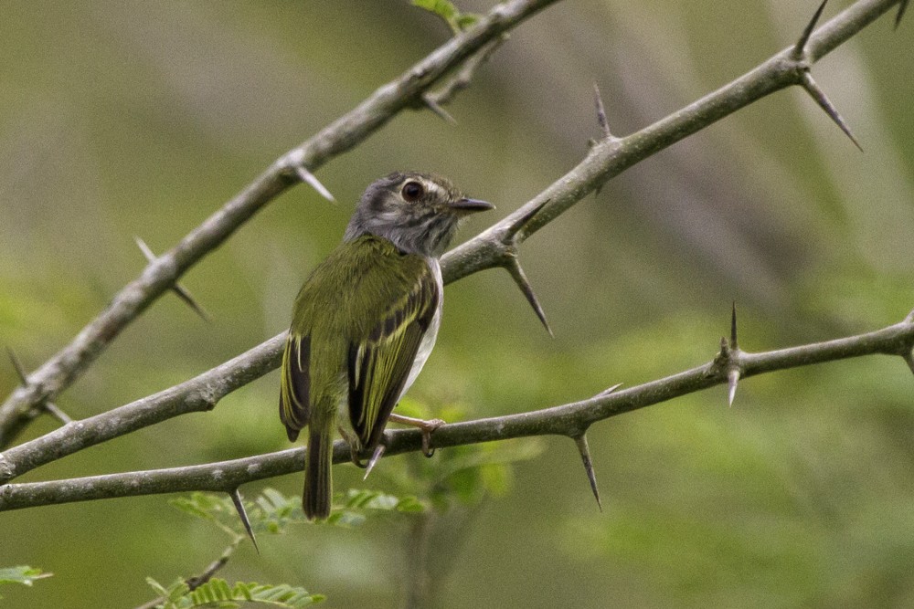 White-bellied Pygmy-Tyrant - ML205178921