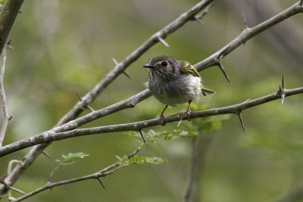 White-bellied Pygmy-Tyrant - ML205178931