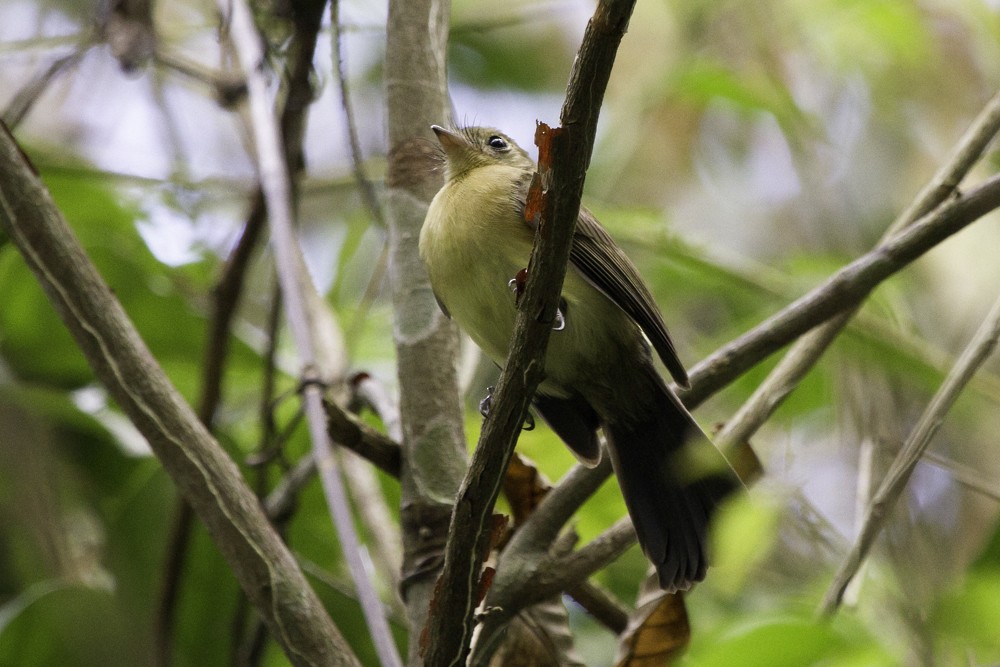 Black-tailed Flycatcher (Black-tailed) - ML205178961