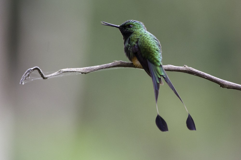 Peruvian Racket-tail - Christophe Gouraud