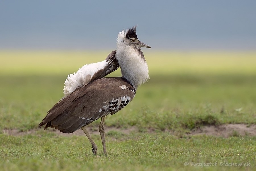 Kori Bustard - ML205179801