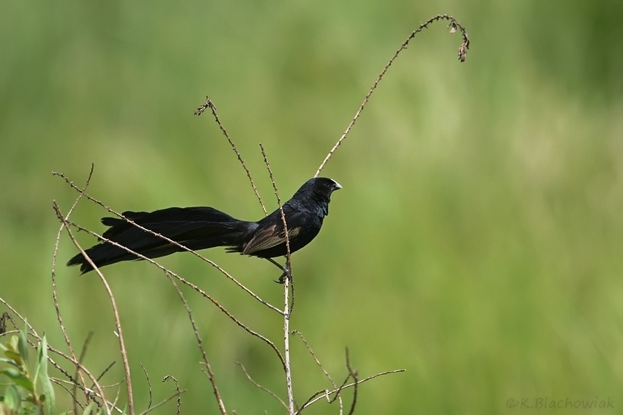 Jackson's Widowbird - ML205179861