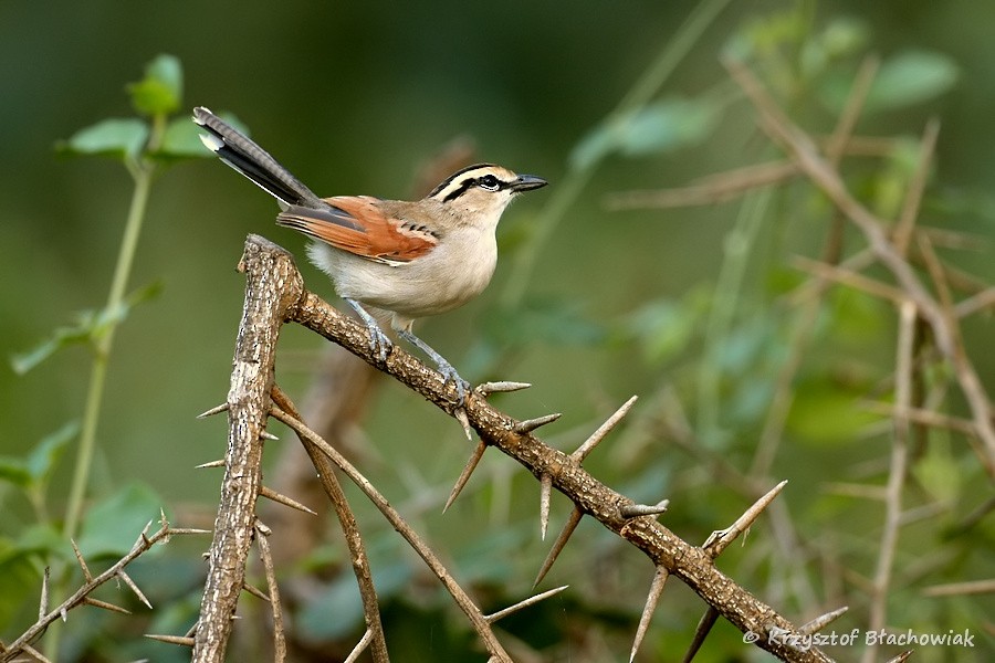 Brown-crowned Tchagra - ML205179881