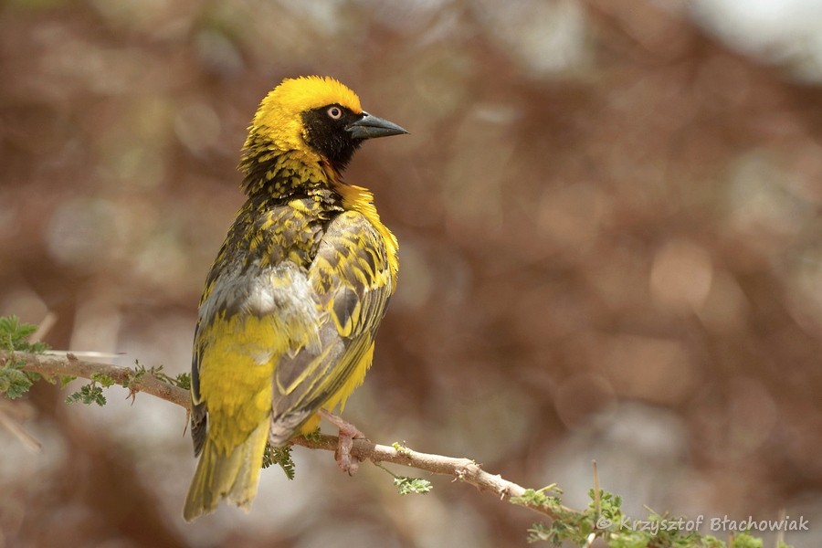 Speke's Weaver - Kris Blachowiak