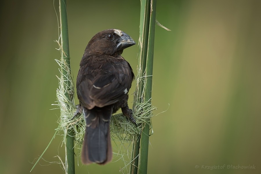 Grosbeak Weaver - ML205179941