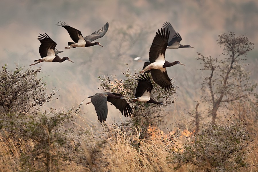 Abdim's Stork - ML205179951