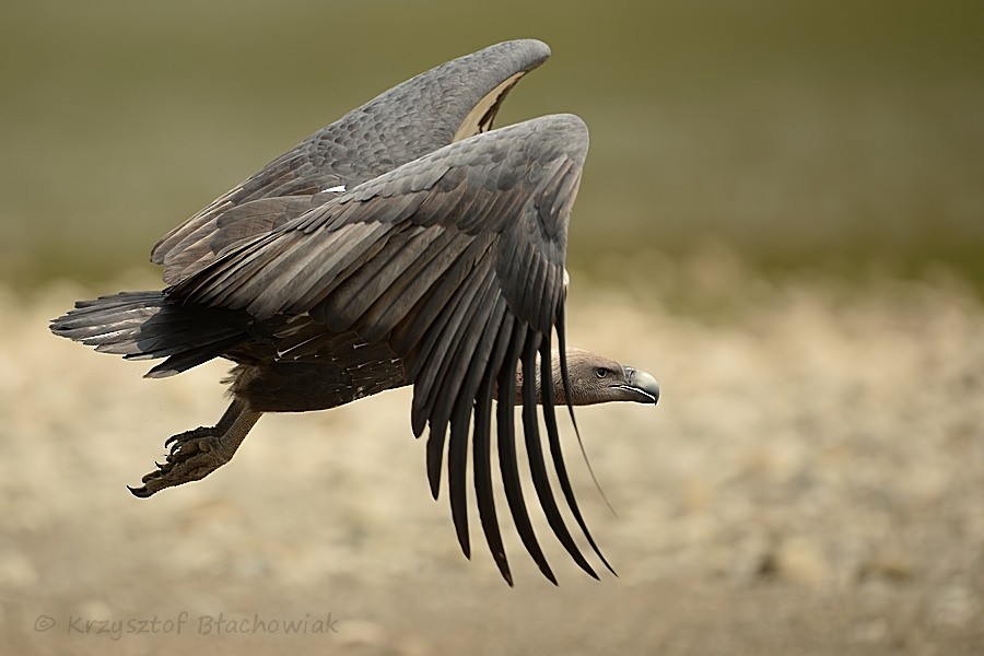 White-rumped Vulture - Kris Blachowiak