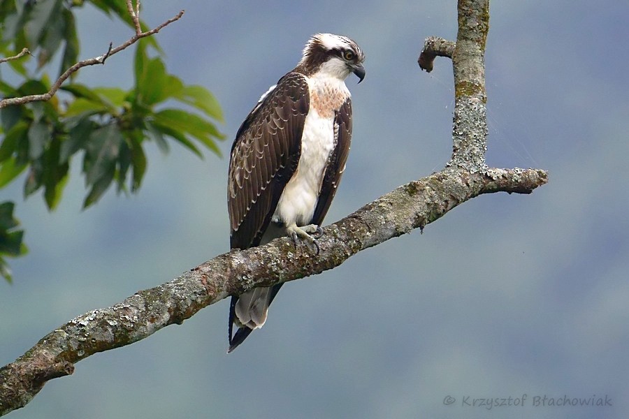 Osprey - ML205180031