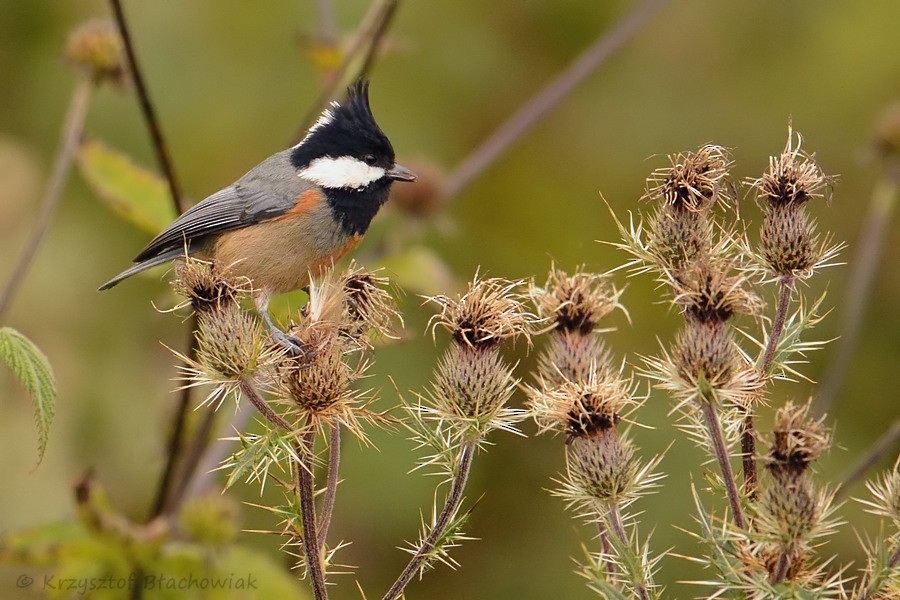 Rufous-vented Tit - ML205180061