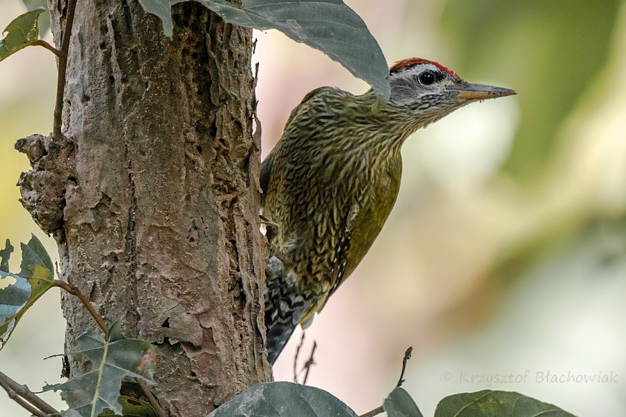 Streak-throated Woodpecker - ML205180091