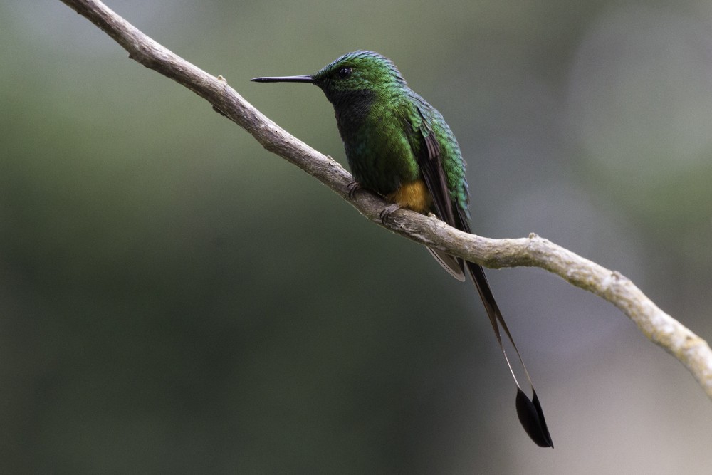 Peruvian Racket-tail - Christophe Gouraud