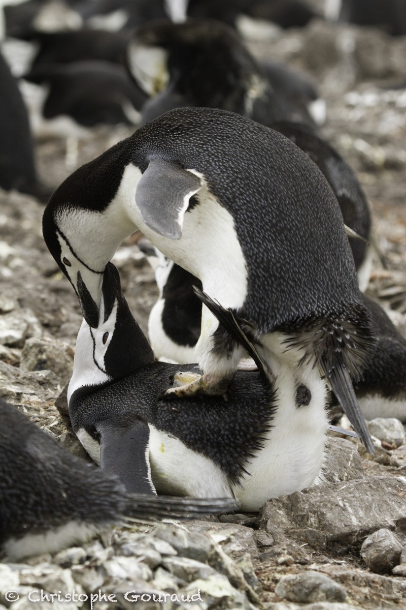 Пінгвін антарктичний - ML205180901