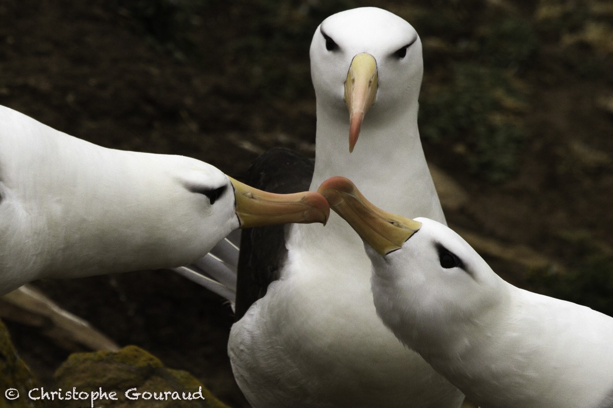 Black-browed Albatross (Black-browed) - Christophe Gouraud