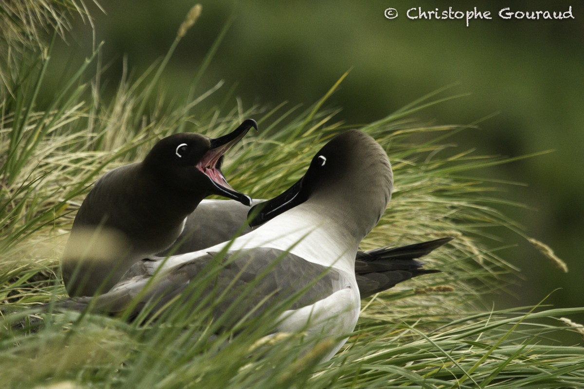 Light-mantled Albatross - ML205181221