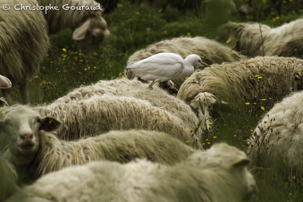 Western Cattle Egret - Christophe Gouraud