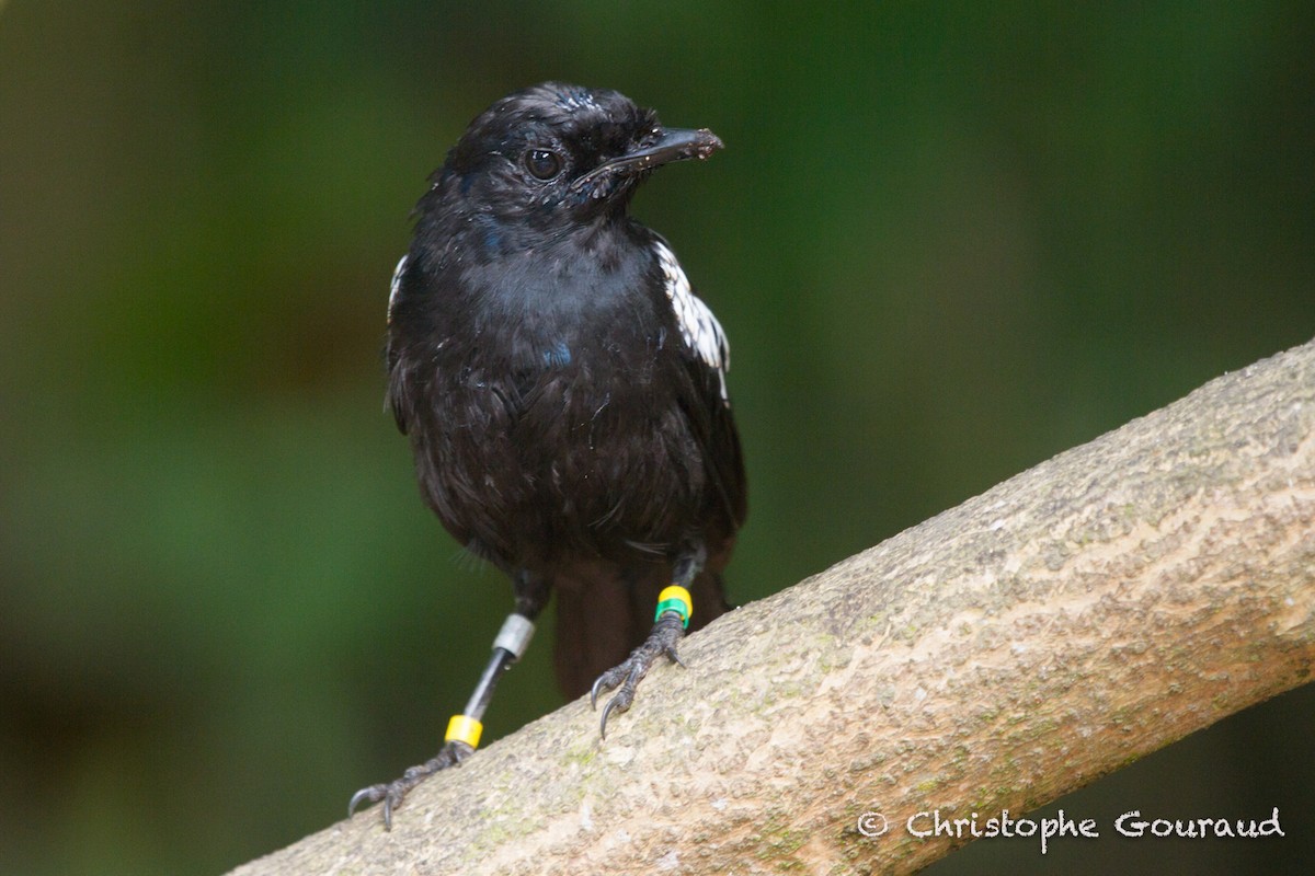 Seychelles Magpie-Robin - ML205181491