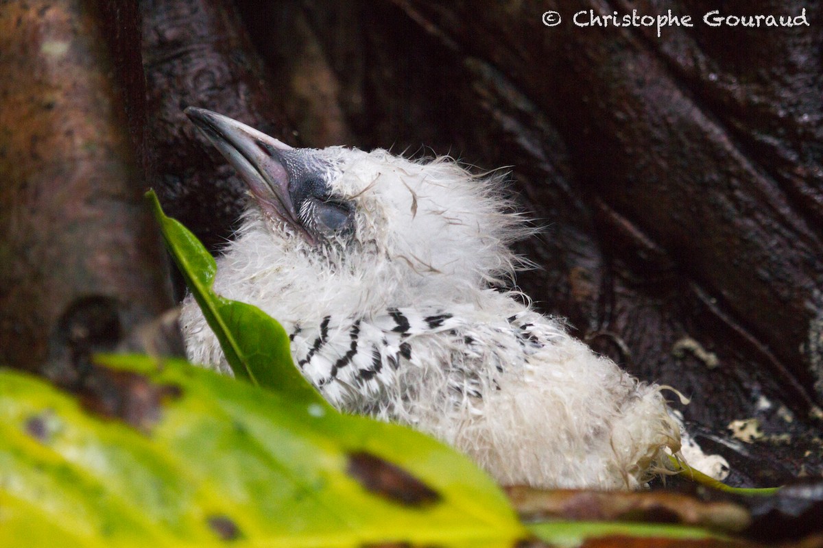 White-tailed Tropicbird (Indian Ocean) - ML205181531