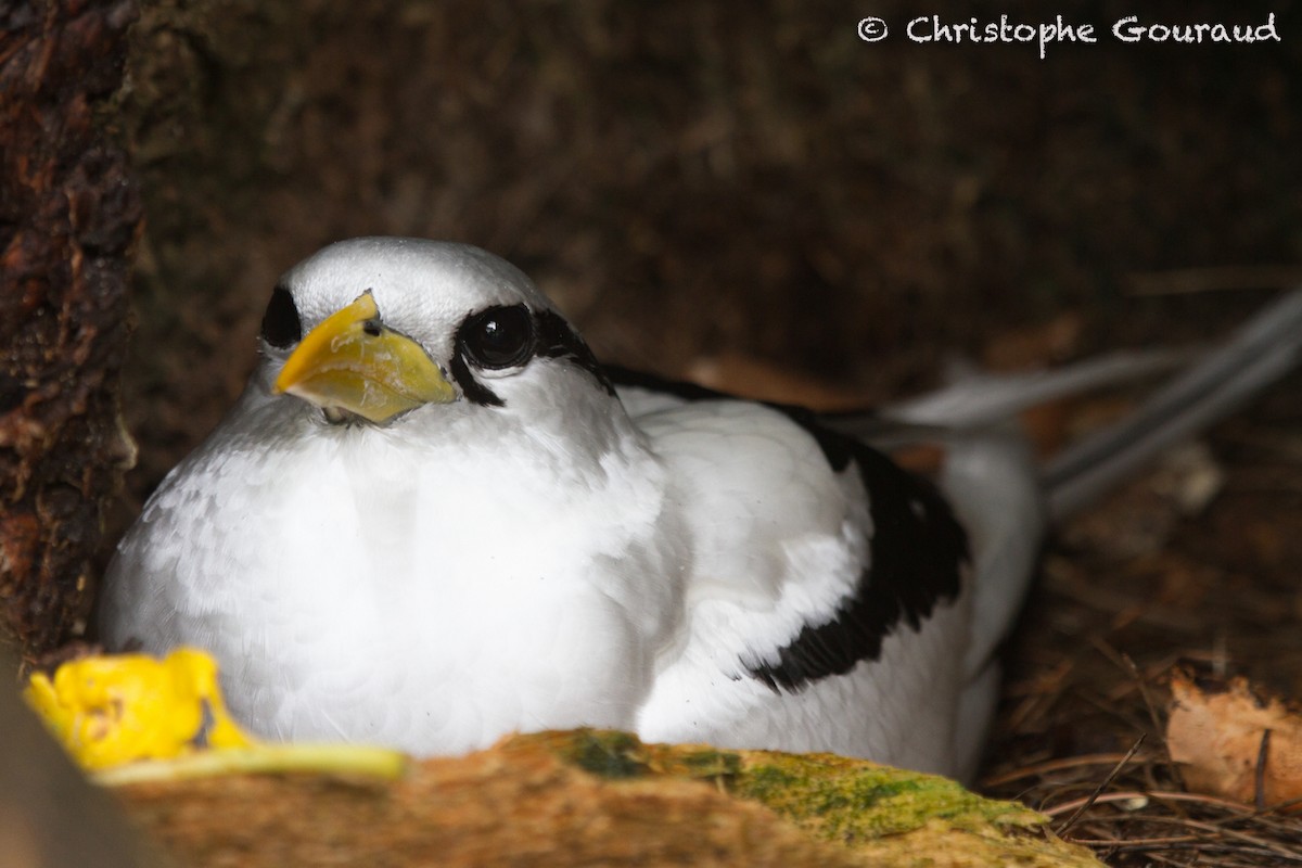 White-tailed Tropicbird (Indian Ocean) - ML205181591