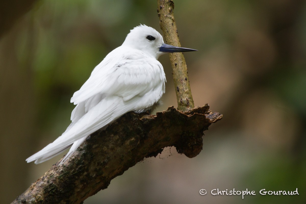 White Tern (Pacific) - ML205181601