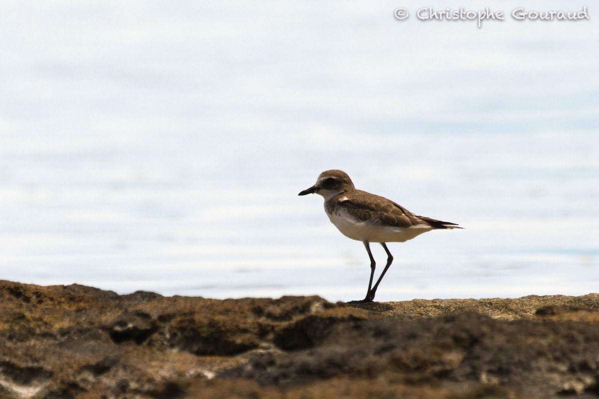 Greater Sand-Plover - ML205181641