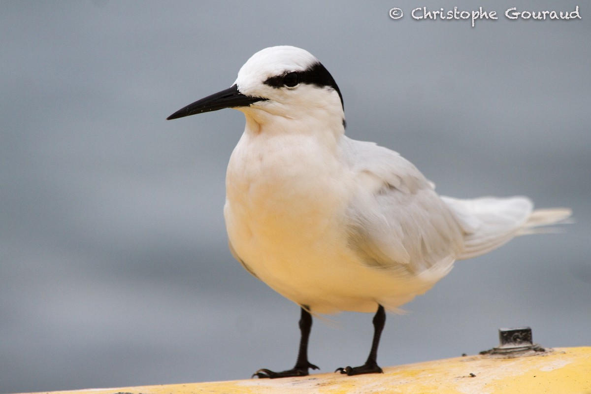 Black-naped Tern - ML205181791