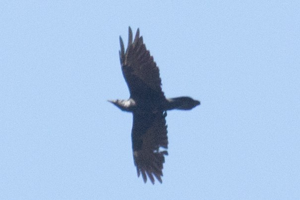 Common Raven - ML20518221