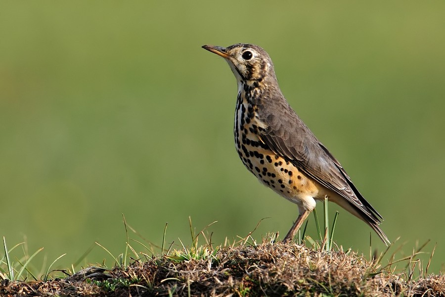 Ethiopian Thrush - Kris Blachowiak