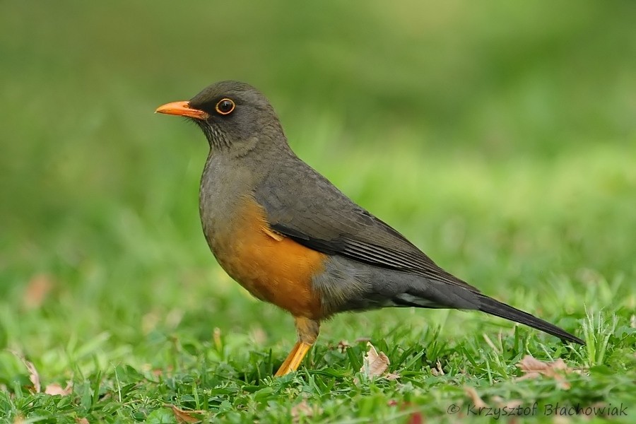 Abyssinian Thrush (Abyssinian) - ML205182271