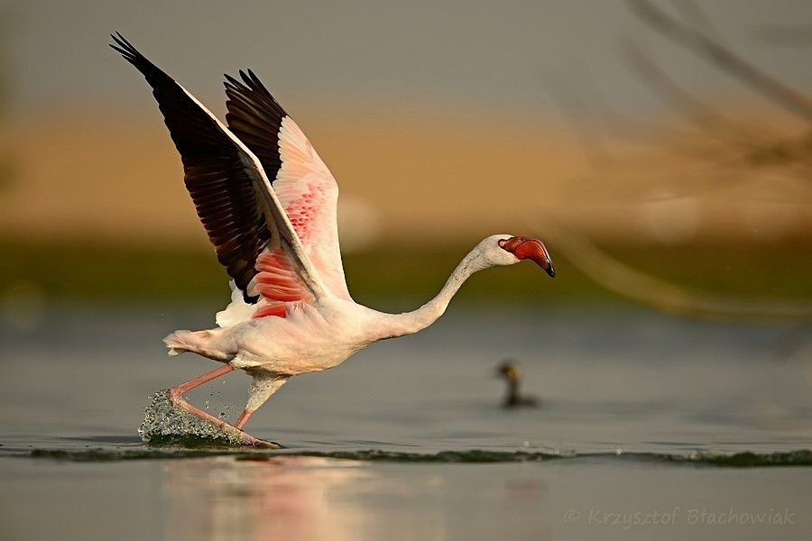 Lesser Flamingo - ML205182311