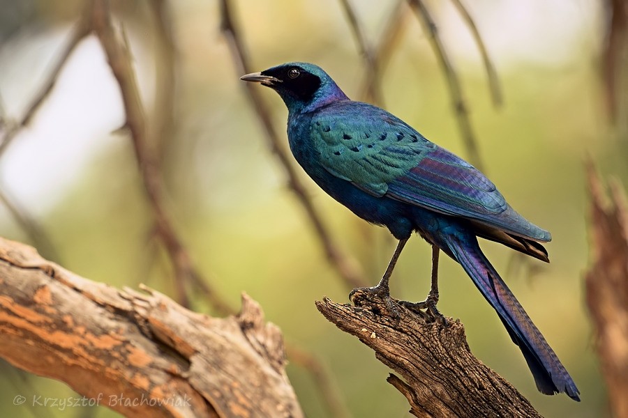 Burchell's Starling - Kris Blachowiak