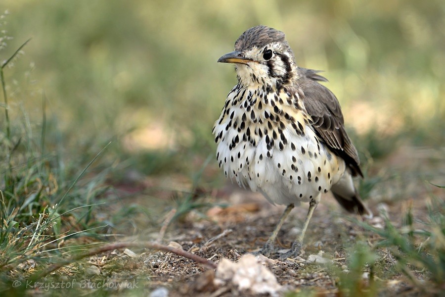 Groundscraper Thrush - ML205182491