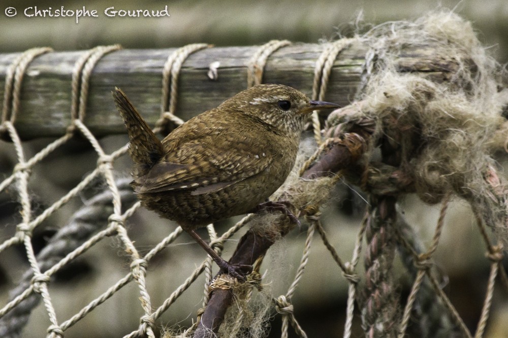 Eurasian Wren (Fair Isle) - Christophe Gouraud