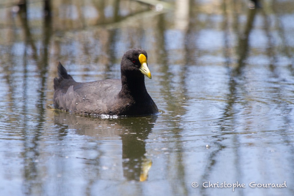 White-winged Coot - Christophe Gouraud