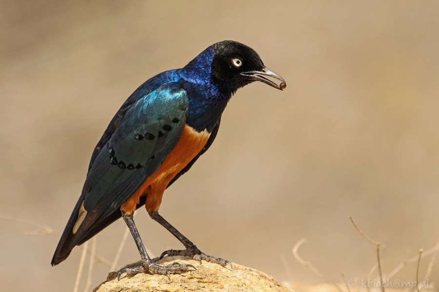 Superb Starling - ML205184581