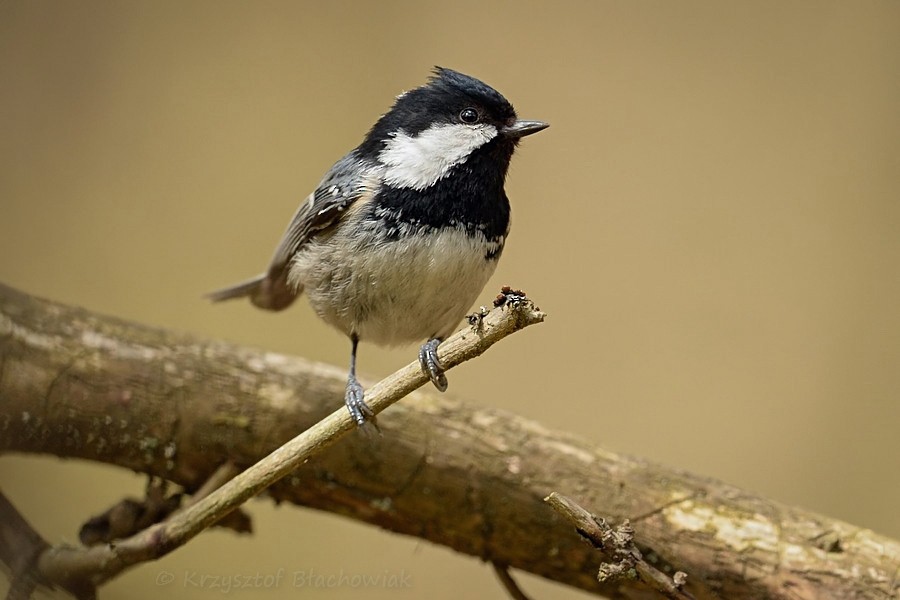 Coal Tit - ML205184631