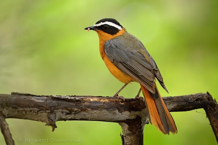 White-browed Robin-Chat - ML205184651