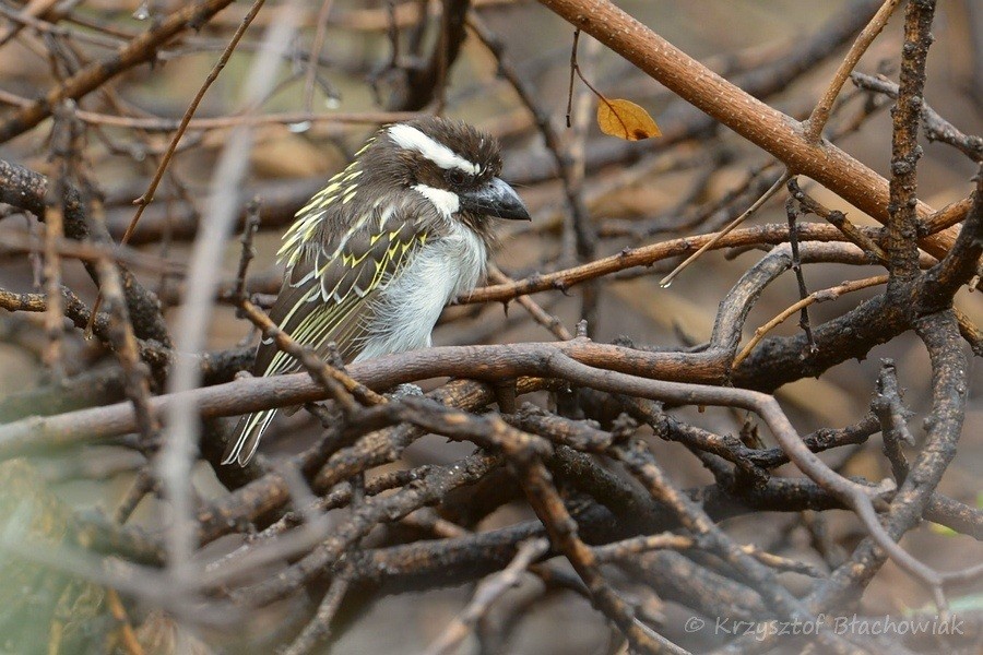 Black-throated Barbet - ML205184661